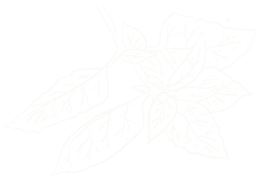Supara Masale spice product graphic